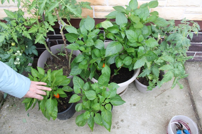 Площадка с овощами в кашпо 22 июля 2025 г. В этот день собирали урожай сладкого перца  «Лисичка»