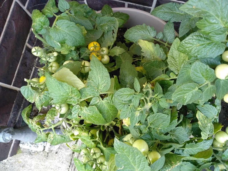 Помидорки созревают на корню. Сорт «Жемчужина желтая» . Личное фото автора. 