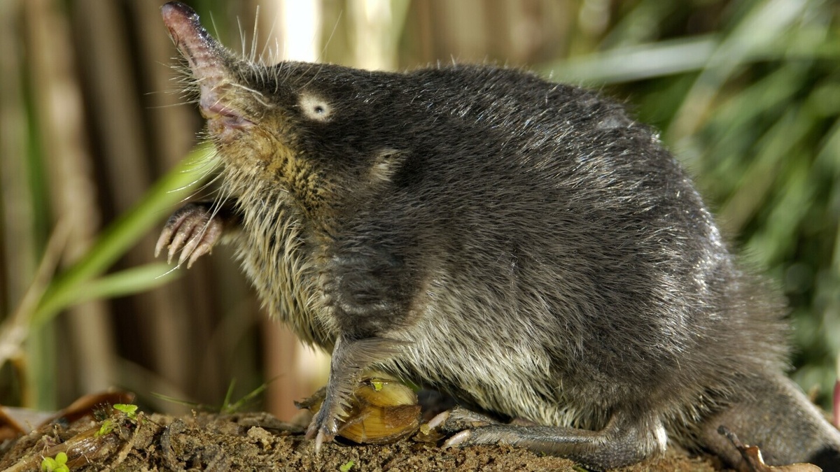 Сияющая шкурка русской выхухоли