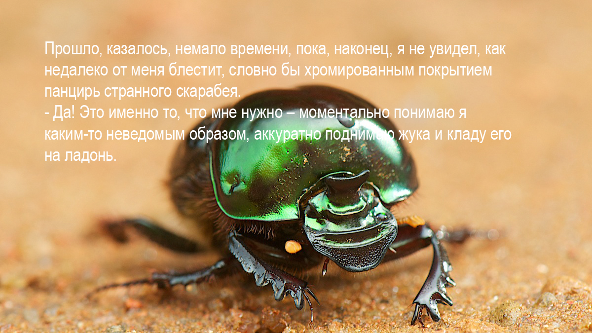 Панцирь жука – это что-то удивительное, но во сне, возможно, все и вот я уже с удивлением и восторгом разглядываю разноцветные, блестящие металлом лучи расходящиеся из центра панциря