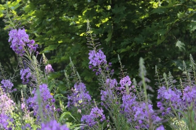    Иван-чай. Фото: Из личного архивa/ Валерия Попова