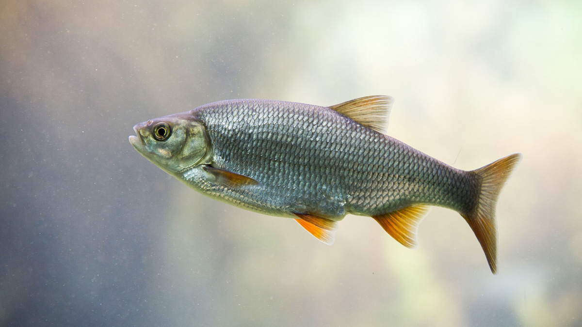 Фото с сайта: https://wildfauna.ru/vobla