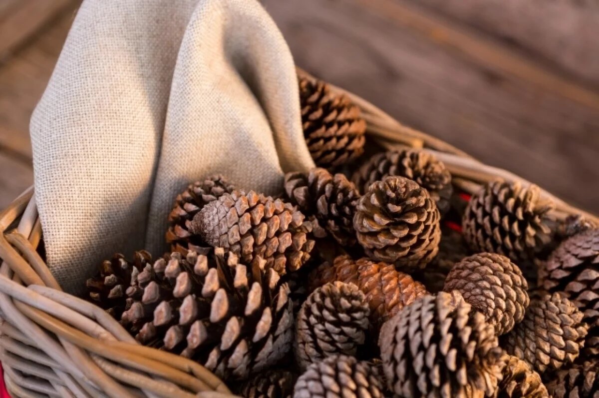    В Кузбассе названа дата, когда разрешат сбор кедровых шишек