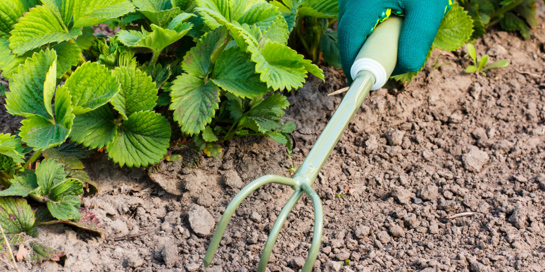 Уход за КЛУБНИКОЙ после сбора урожая: секреты успешного сезона