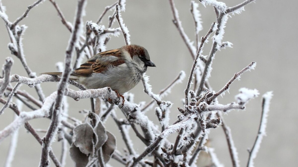 Фото с сайта: https://www.realitatea.net/amp/stiri/vremea/alerta-anm-cod-portocaliu-de-inghet-si-viscol-cod-galben-de-vant-puternic-si-ninsori-harta_67f61cedca220d02e6014dd8