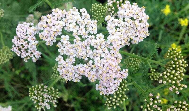 Полейте домашним средством огурцы от мучнистой росы. Какой сорняк пригодится?