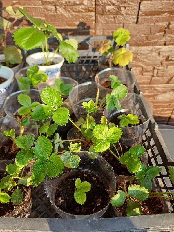 Рядом с клубникой растёт пеларгония