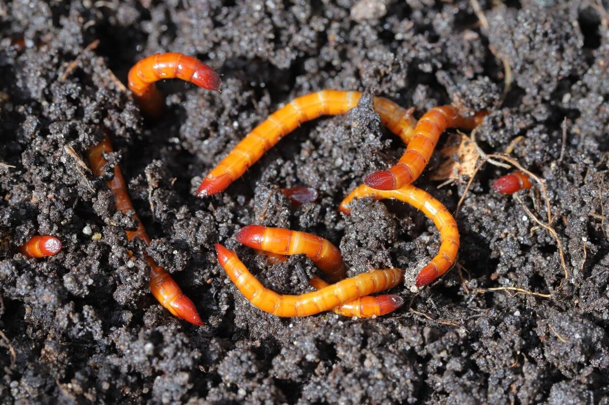 Tomasz Klejdysz / Shutterstock / FOTODOM📷Свое название проволочники получили за жесткую поверхность тела, напоминающую проволоку