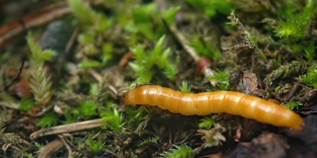 Как избавиться от проволочника в огороде: эффективные средства