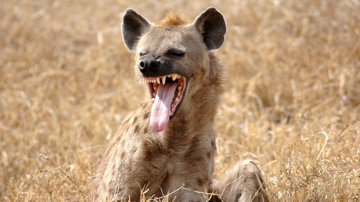 Фото с сайта: https://artfile.me/download/giena-zhivotnye-gieny--gienovye-sobaki-h-1541097/1920x1080