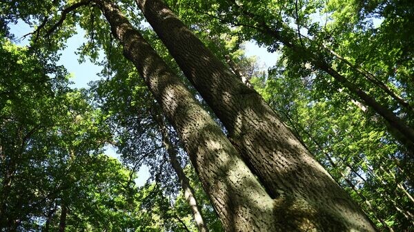    © Sputnik / Владимир Вяткин