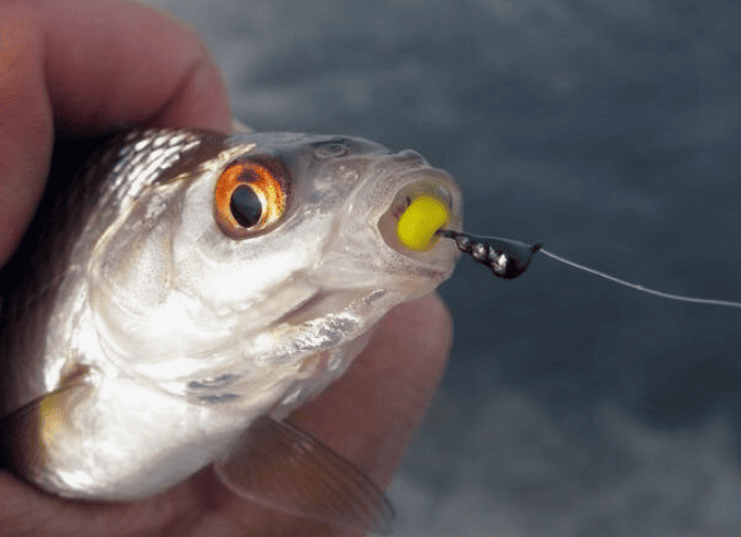 Плотва на мормышку Муравей