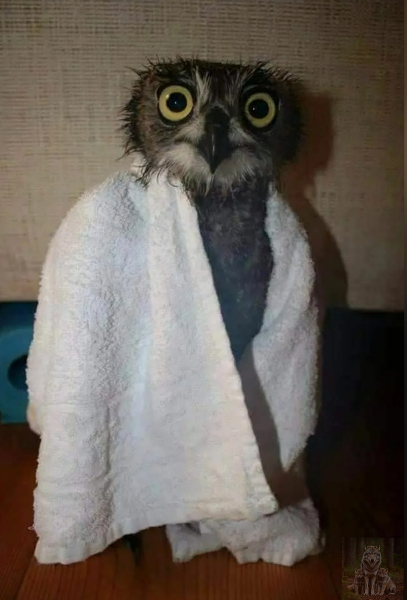 Спасибо за полотенце. Но я его заберу оно мне еще в лесу пригодится