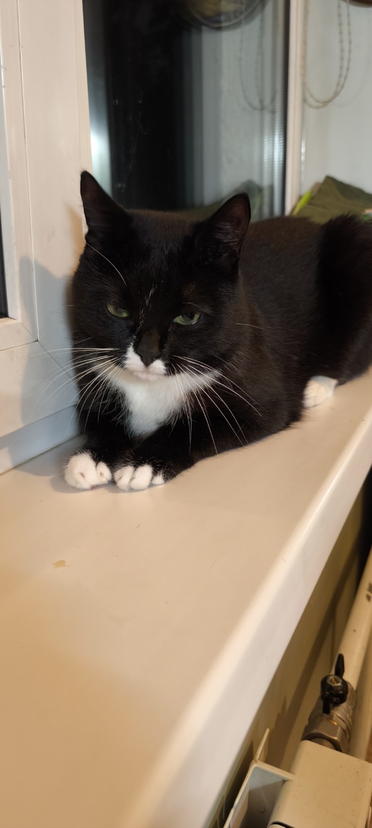 Кот следит за процессом