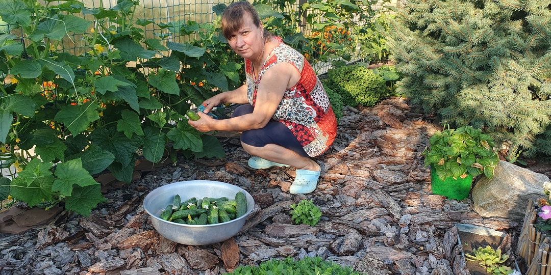 Шпаргалка - когда, как и чем подкармливать огурцы