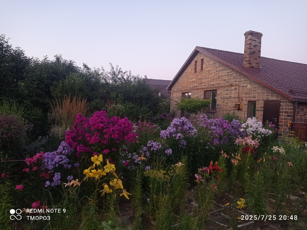 ширма от огорода и илий, их все срезала