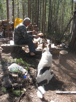 Фотографии Татьяны Немшановой. В северной тайге. Лайка и охотник. Таёжная жизнь. У костра. Крайний Север Западная Сибирь Приполярный Урал Зауралье,, Тайга Крайнего Севера ХМАО Югра, Зауралье, Приполярный Урал. 