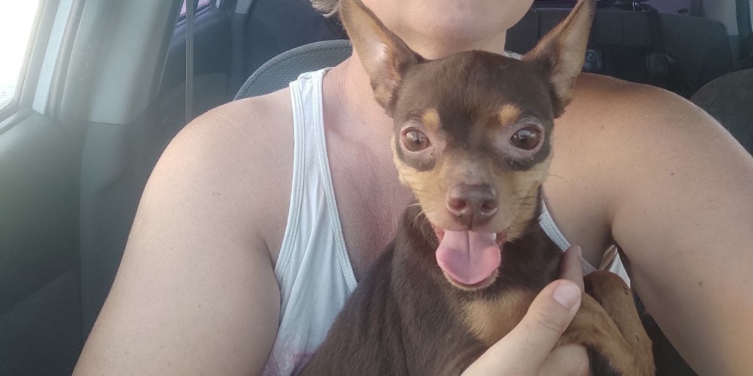 А это Димон))) Он с сегодняшнего дня тоже живёт у Счастливых))Его нашли ребята военные в заброшенной Сабовке,выходили ,привели немного в