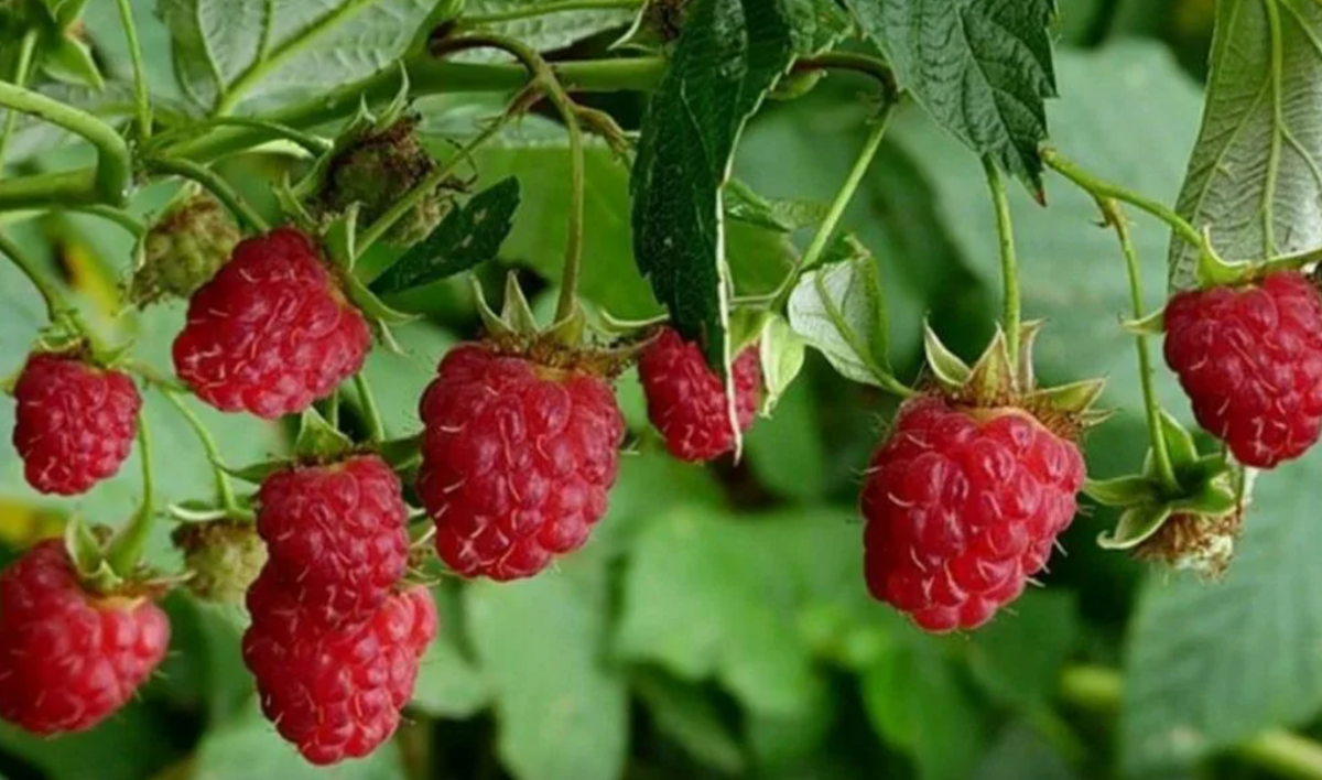 малина на кусту