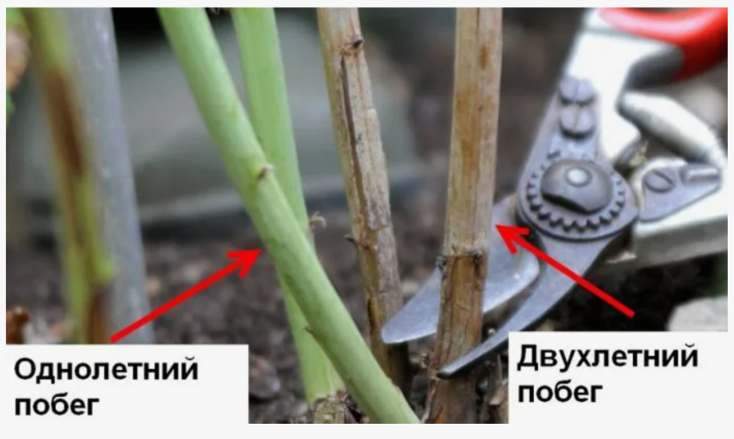 Как правильно обрезать малину летних сортов