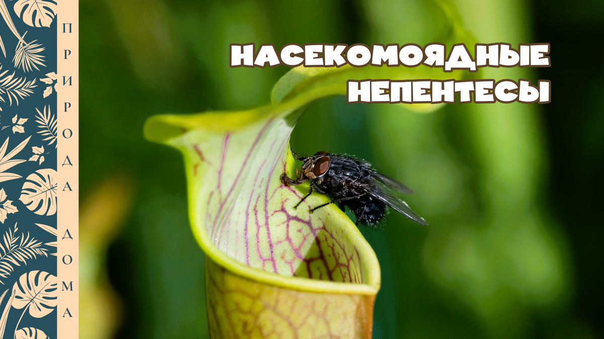 Фотография для обложки: Rapha Wilde on Unsplash 