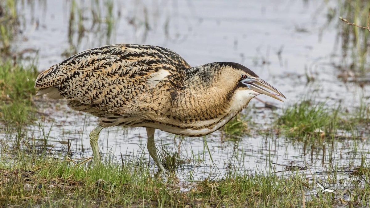 Фото с сайта: http://www.dantis.net/x3/galleries/birds/Botaurus_stellaris/didysis-baublys-botaurus-stellaris-great-bittern-015_6322_17256257652_o/