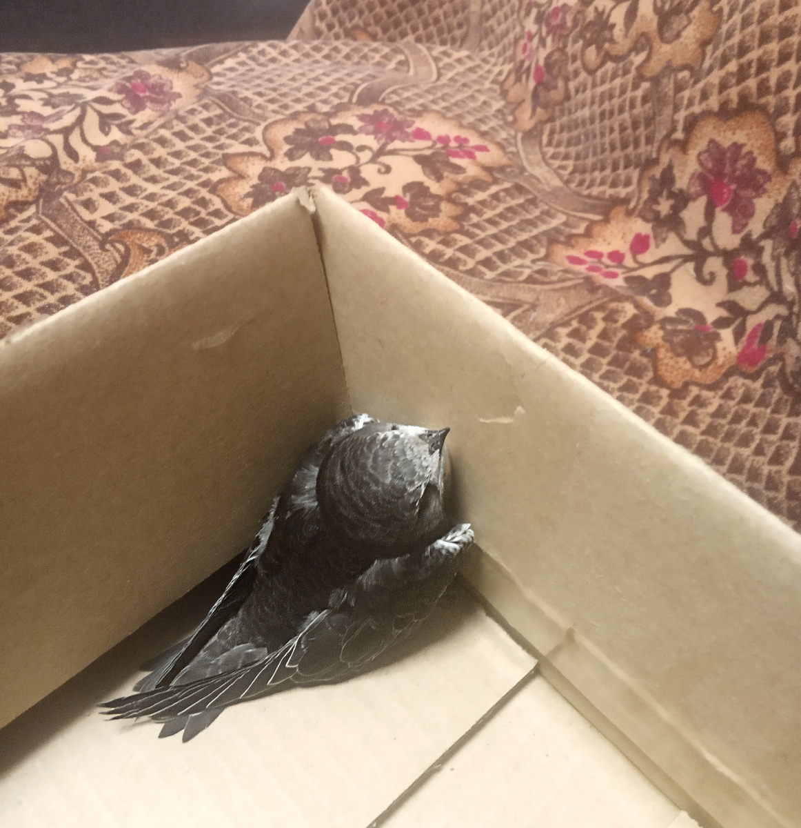 Только-только нашла стрижика. Зашла в магазин за коробочкой, потому что в руках его было не удержать.  Да и из коробочки он тоже карабкался вверх всеми силами. Энергичный малыш.