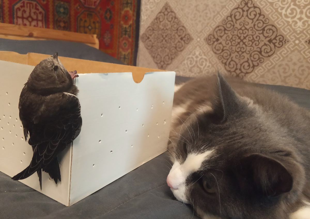 Готовимся к отъезду. Я продырявила обувную коробочку, в которой планировалось транспортировать птичку. Стрижонок угомонился только повиснув на краю на коготках. Не стала его трогать, чтобы он сберёг силы и последние калории. 