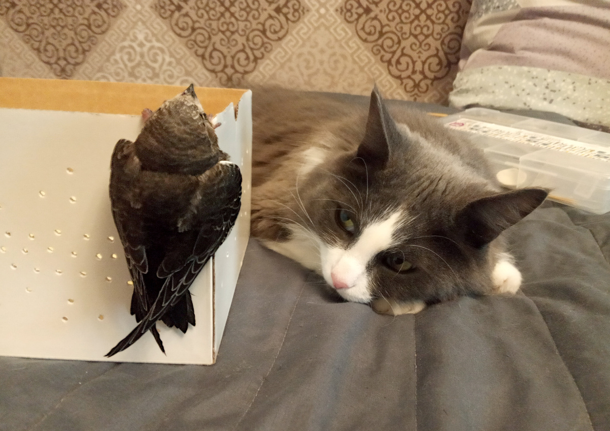 Зефир у нас мальчик незлобивый; наблюдал-наблюдал за стрижиком, да так и задремал. Но наедине я их, разумеется, ни за что бы не оставила.