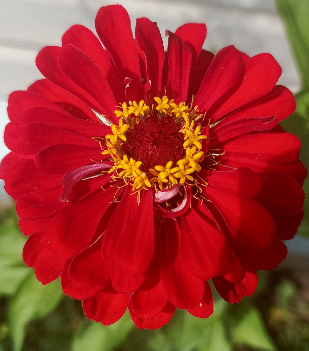 Моя циния распустилась