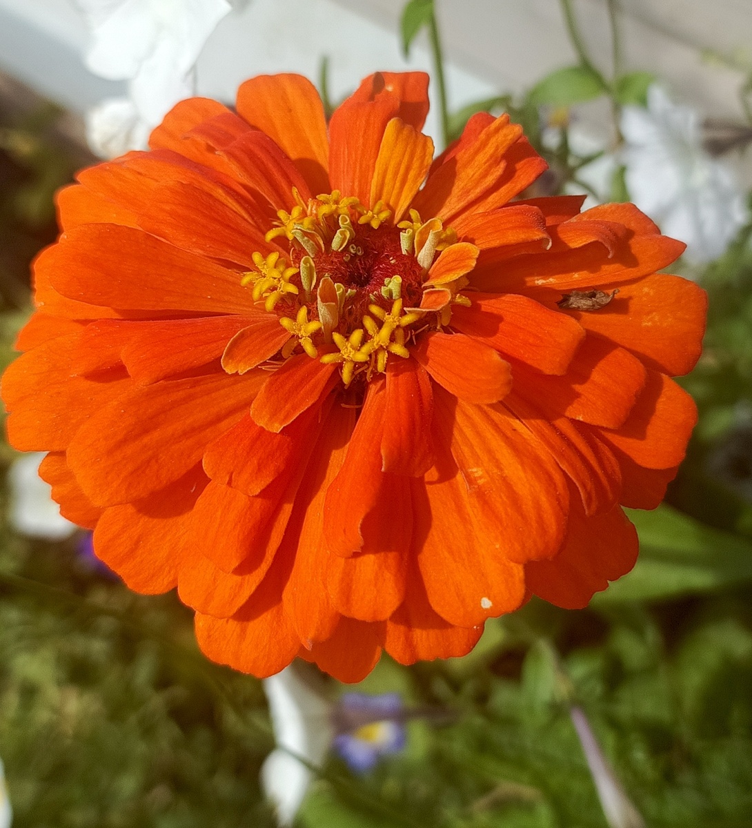 Фото автора статьи. Циния