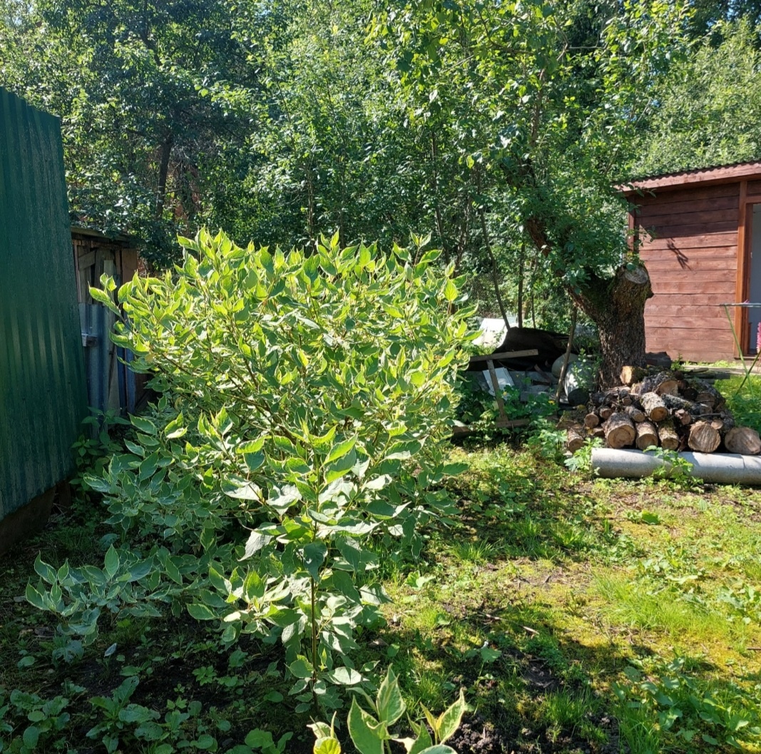 Фото автора.