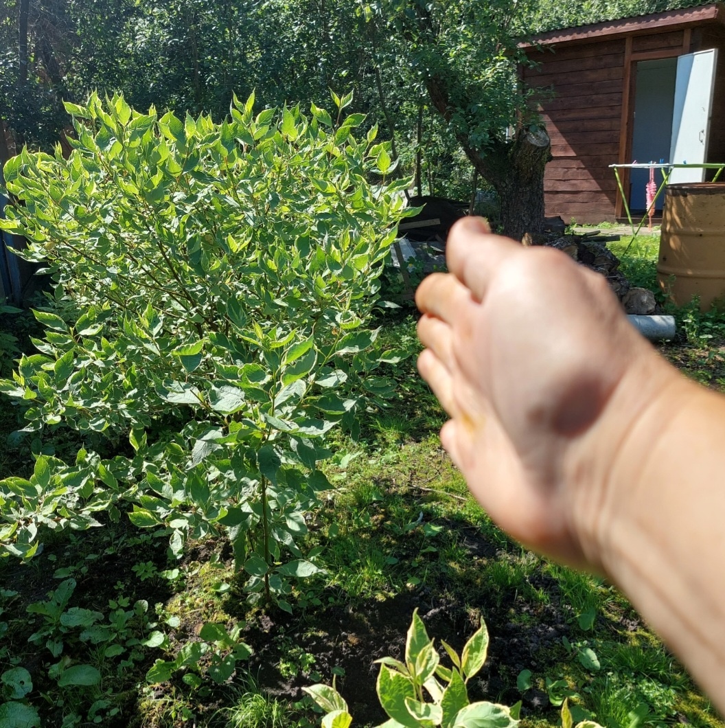 Фото автора.