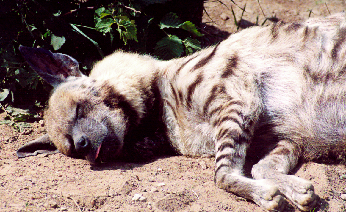 Лат. Hyaena hyaena. Источник фото: zoogalaktika.ru