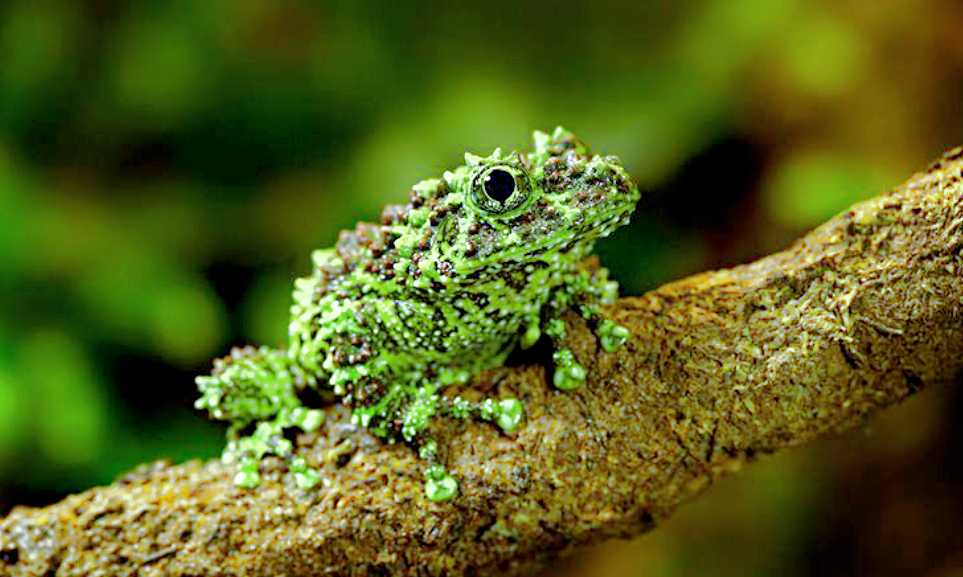 Лат. Theloderma corticale, снимок: tr.pinterest.com