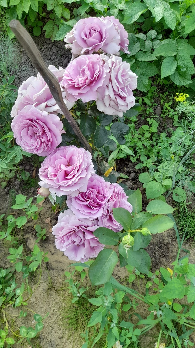 Лав Сонг,  фото автора 