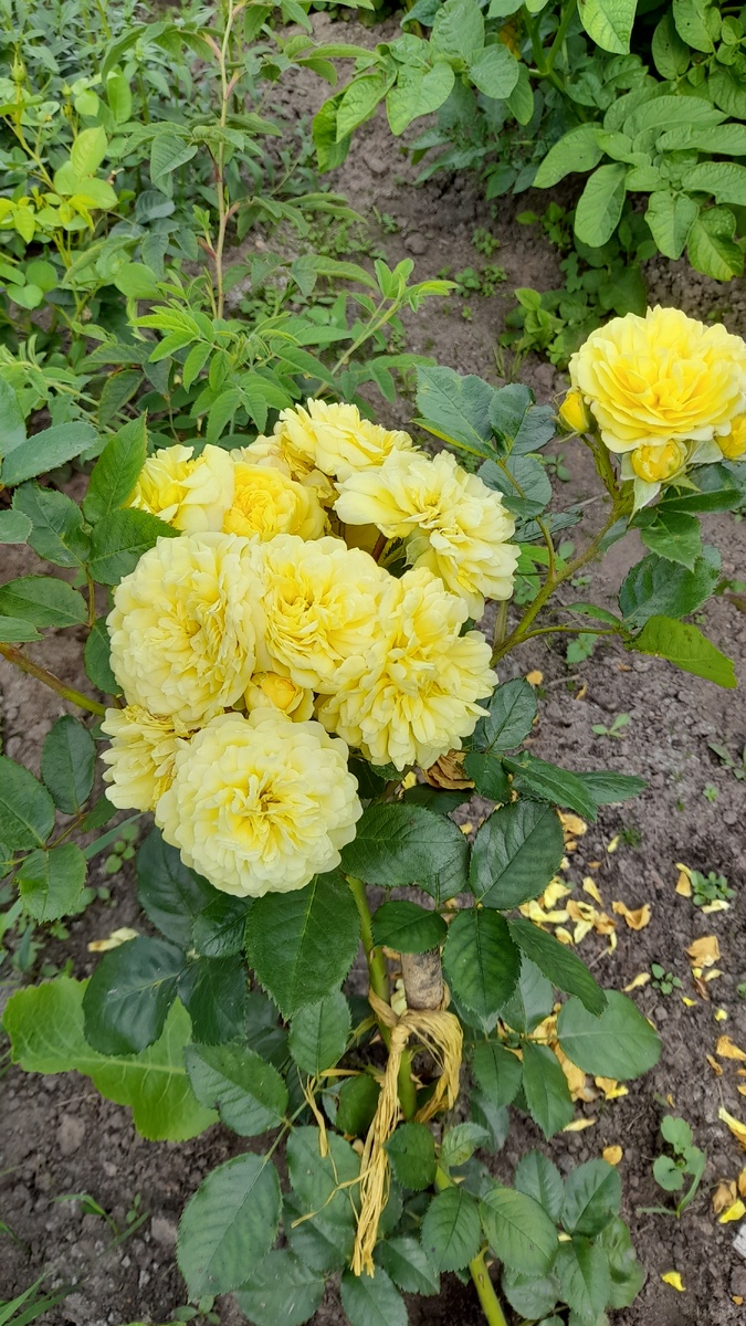 Ани Дюперей, фото автора 