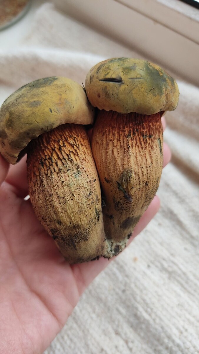    Какие грибы собирают в Алтайском крае. Источник: Грибы и Грибники Алтайского края / vk.com