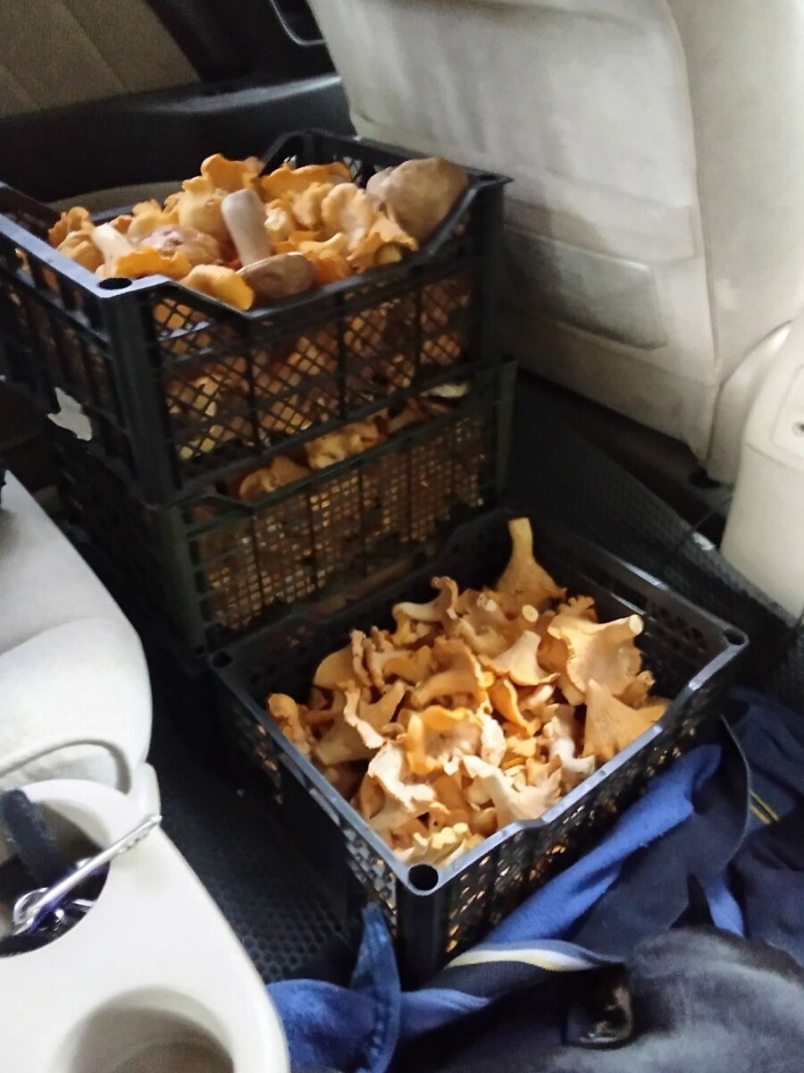    Какие грибы собирают в Алтайском крае. Источник: Грибы и Грибники Алтайского края / vk.com