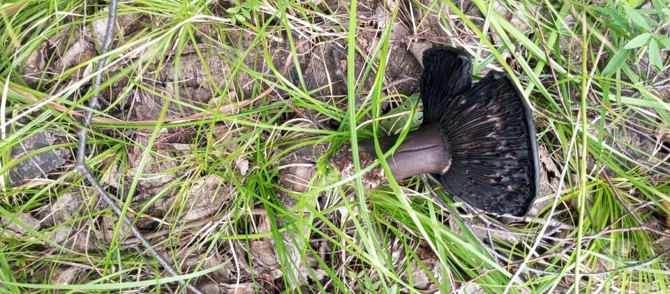    Какие грибы собирают в Алтайском крае. Источник: Грибы и Грибники Алтайского края / vk.com