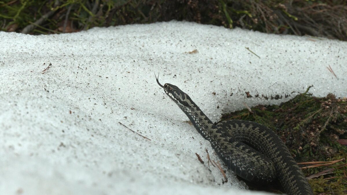 Фото с сайта: https://gtn-pravda.ru/2022/04/14/v-leningradskoy-oblasti-prosnulis-gadjuki.html?amp&amp