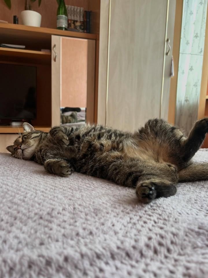 иллюстрация из яндекс картинки.