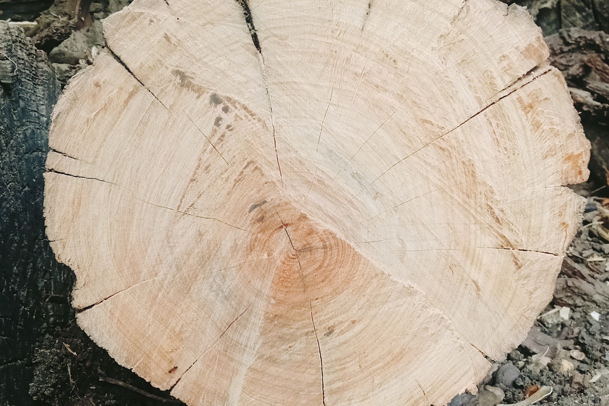 Фото автора. Пилила сама)))