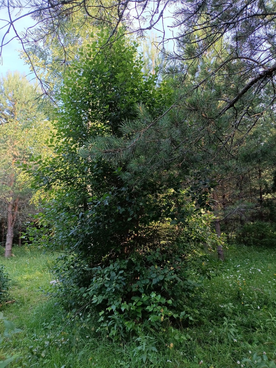 Вот она, красавица. Кроме основного ствола там столько поросли, что проредить -святое дело.