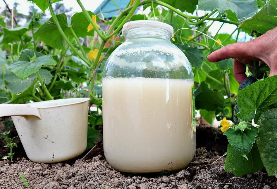 дрожжевая подкормка для огурцов