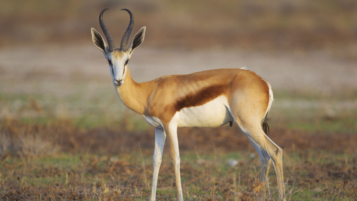 Фото с сайта: https://telegra.ph/Bedra-Foto-ZHivotnoe-03-22