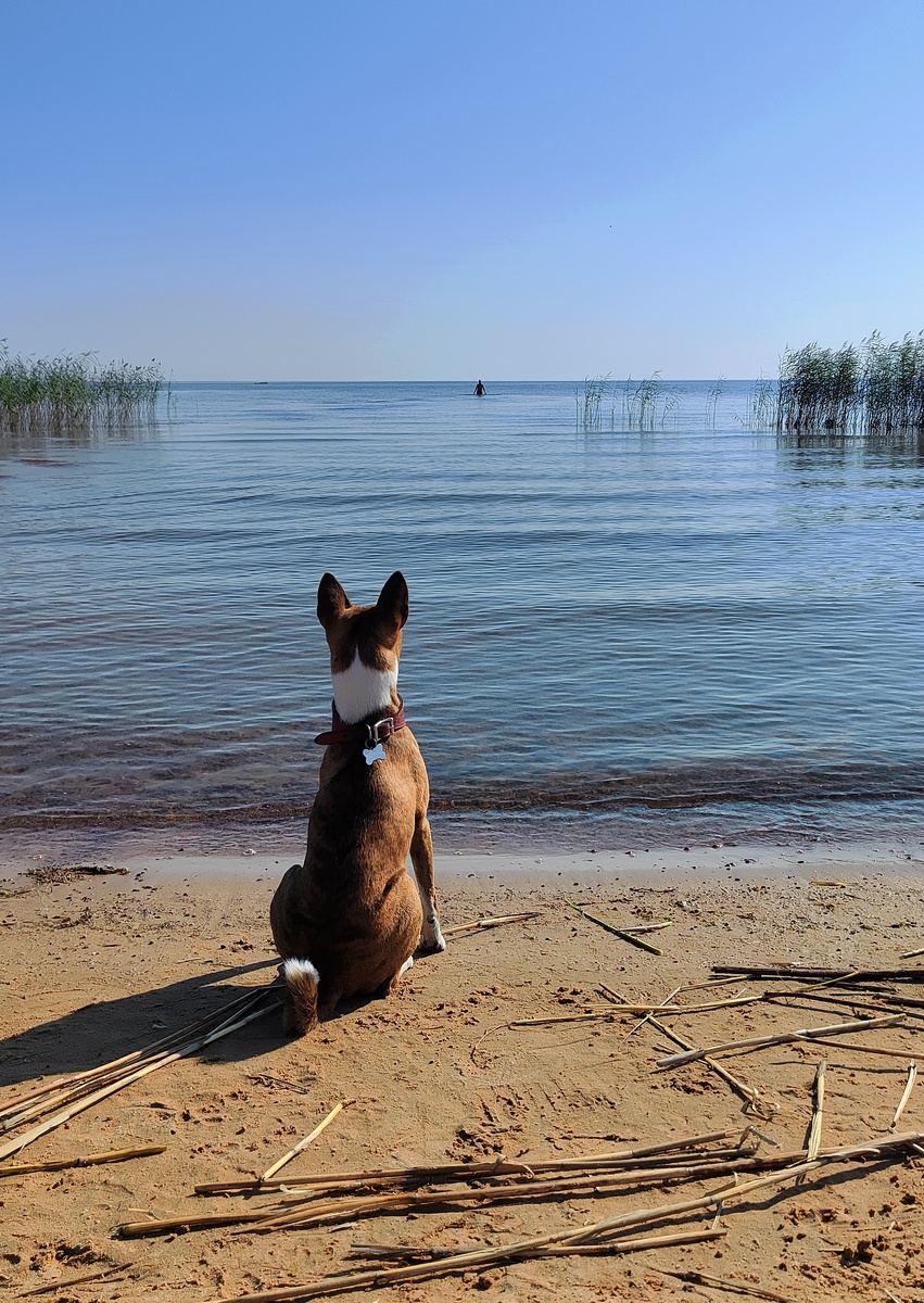 Картина маслом: ожидание. Уплыл что-то далеко хозяин, сижу вот, жду и надеюсь. Но лучше, конечно, поплыть ему навстречу, 