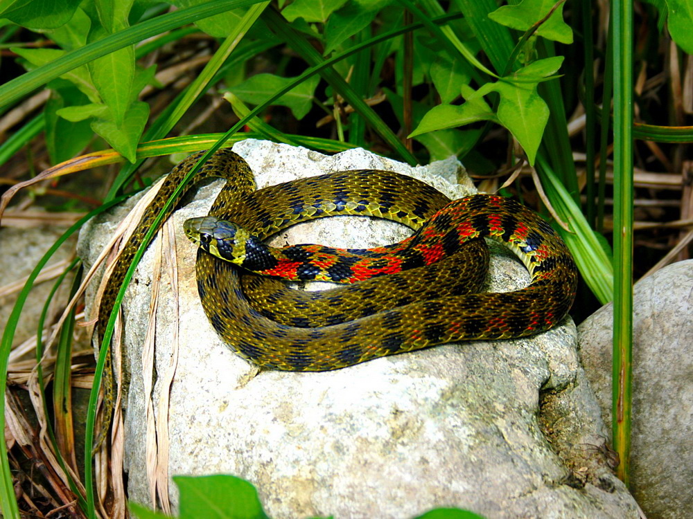 картинка из интернета