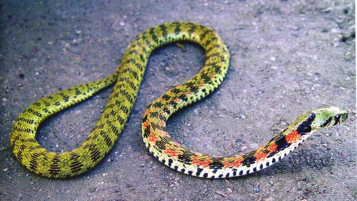 картинка из интернета