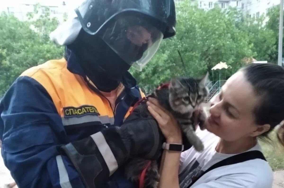    Ульяновские спасатели вернули хозяйке застрявшего на дереве кота